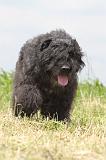 BOUVIER DES FLANDRES 047